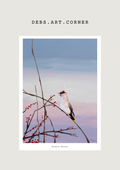 Bohemian Waxwing