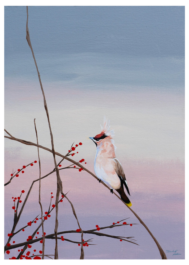 Bohemian Waxwing