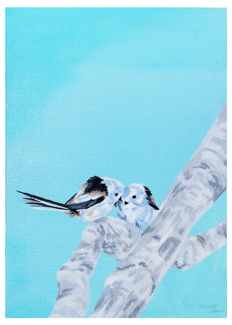 White Long-Tailed Tit