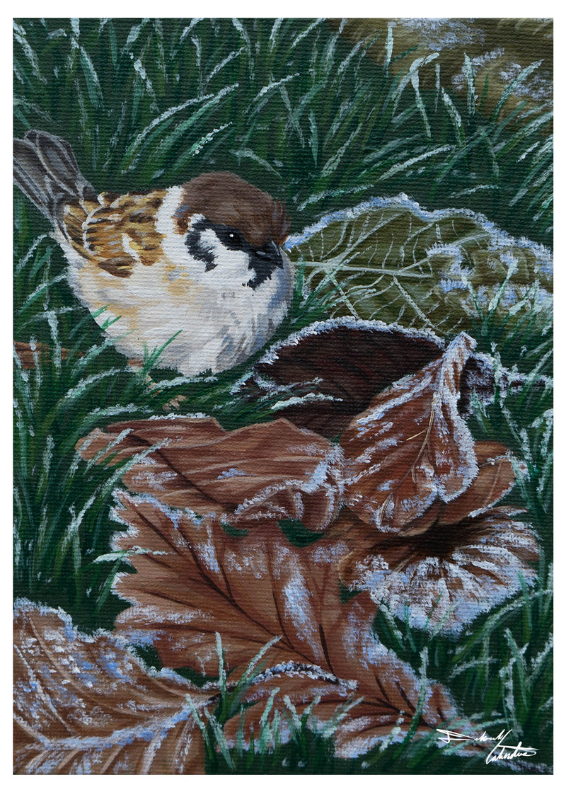 House Sparrow
