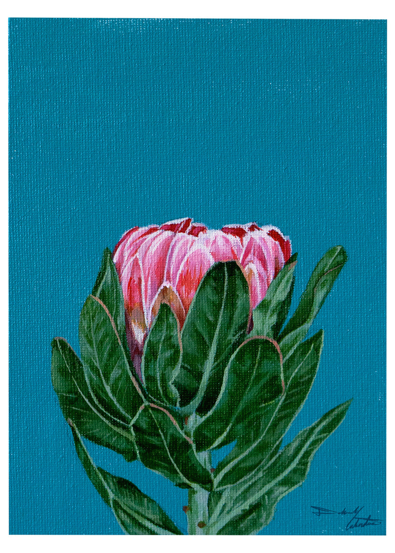 Protea Pink!