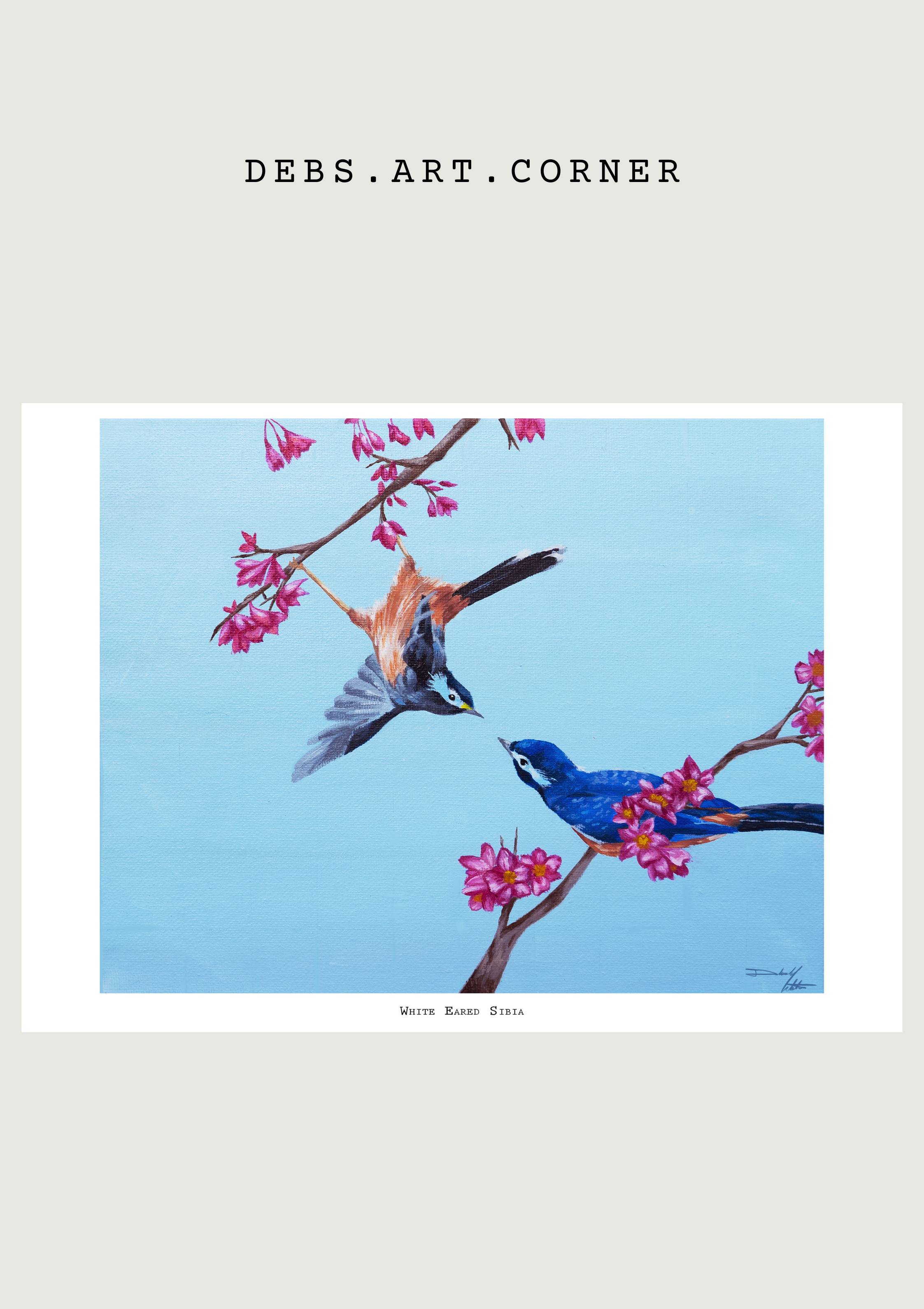 White Eared Sibia Print